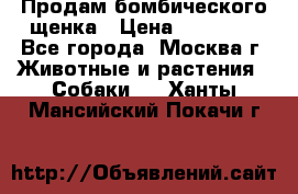 Продам бомбического щенка › Цена ­ 30 000 - Все города, Москва г. Животные и растения » Собаки   . Ханты-Мансийский,Покачи г.